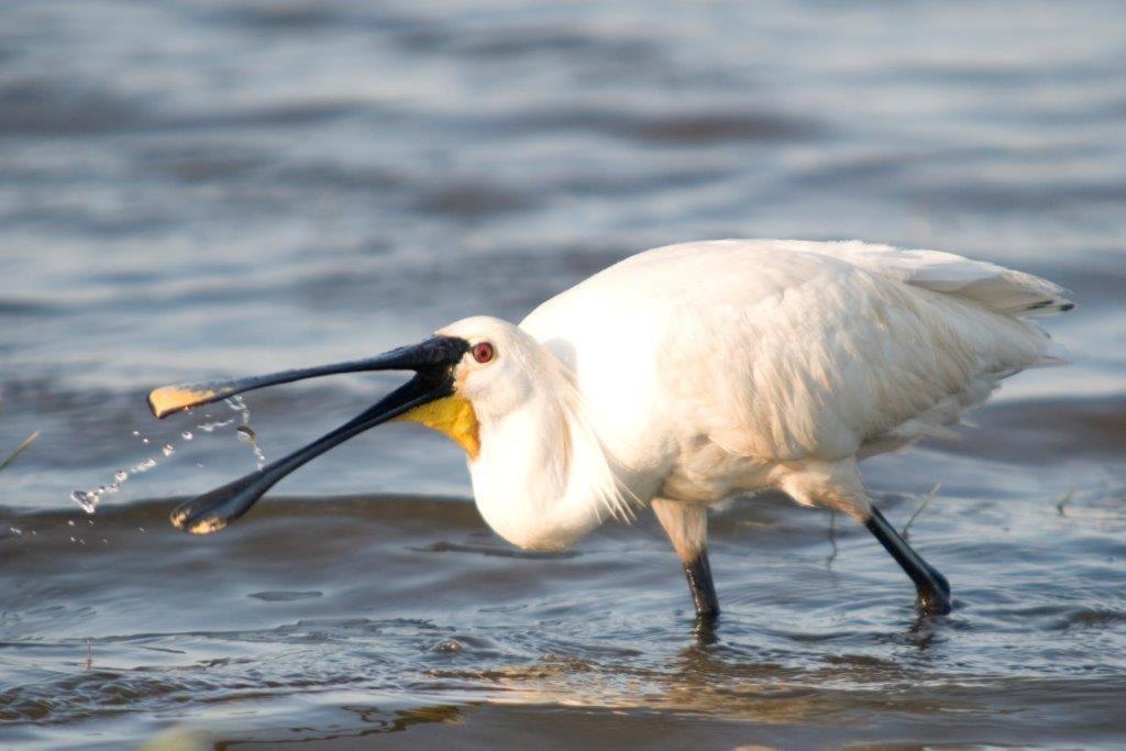 Igluhut De Keet, In Natuurgebied En Vlakbij Het Strand Callantsoog Exteriör bild